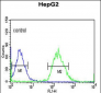 YMEL1 Antibody (N-term)